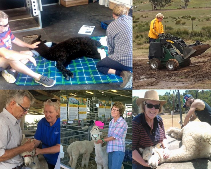 alpaca community copy