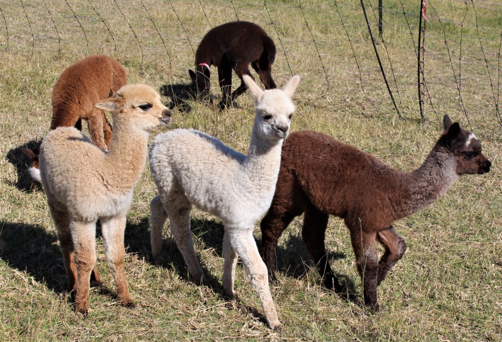 Three young alpaca crias of different colours walking in a paddock.