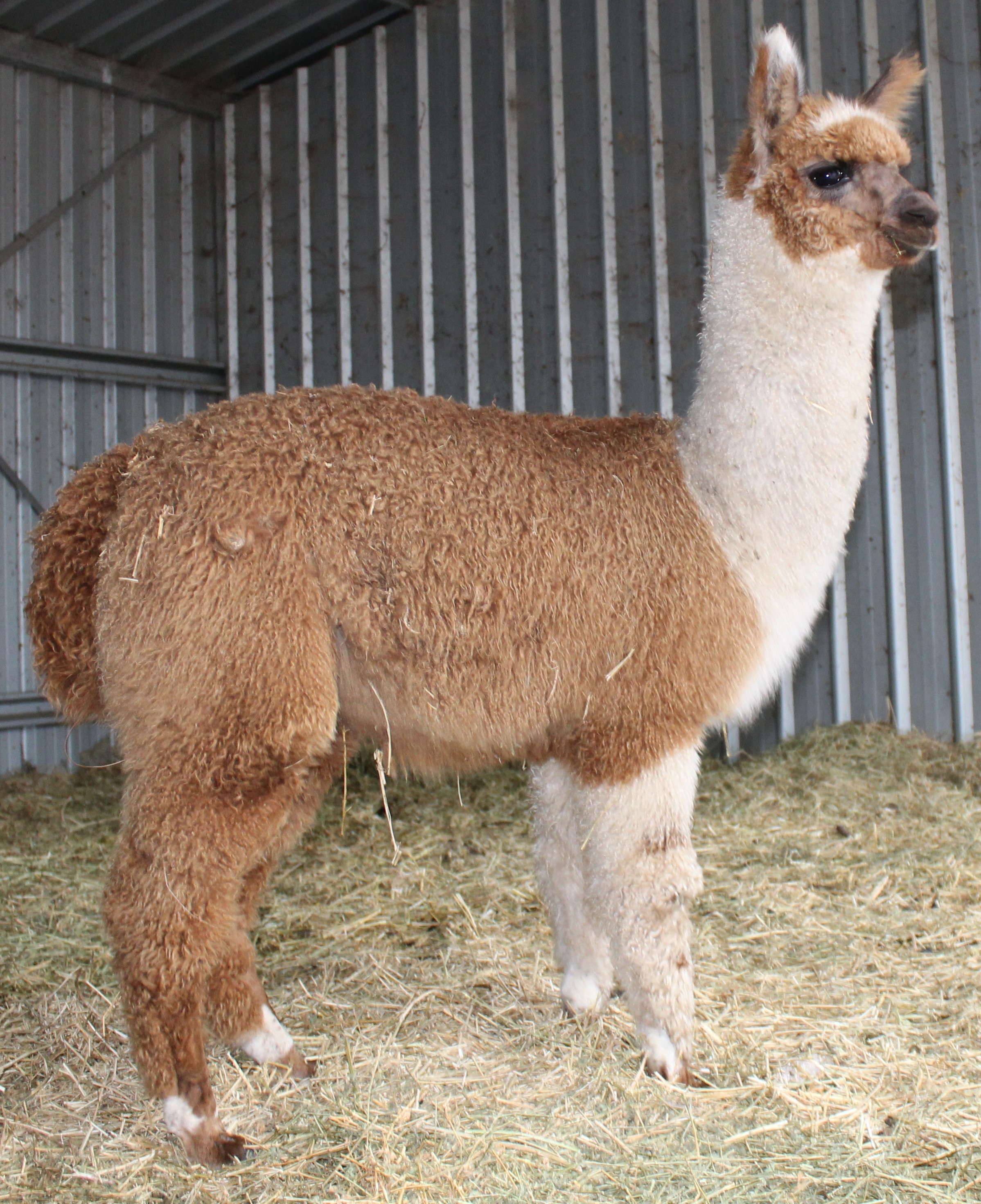 Fawn and white alpaca